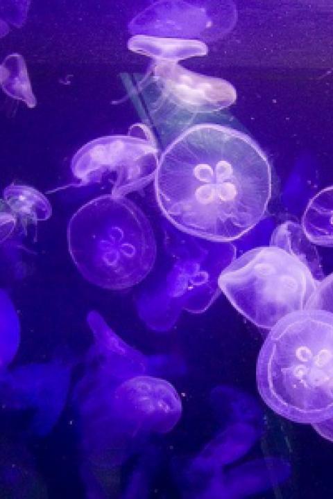 2243946094_d4a545332e_z.jpg