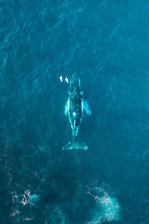 Aerial shot of whale swimming through ocean with birds overhead - whales