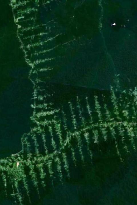 Amazon_deforestation.jpg