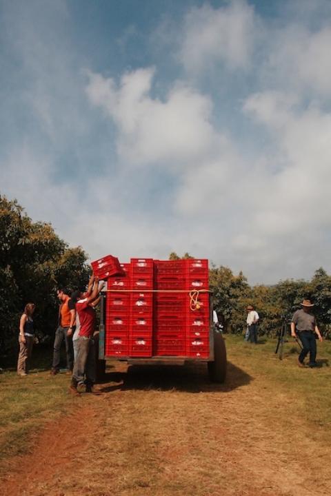 workers packing avocados onto a truck at a farm in Mexico