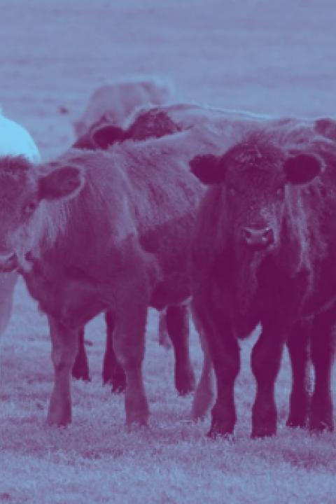 Cattle-Animal-Welfare-BBFAW.jpg