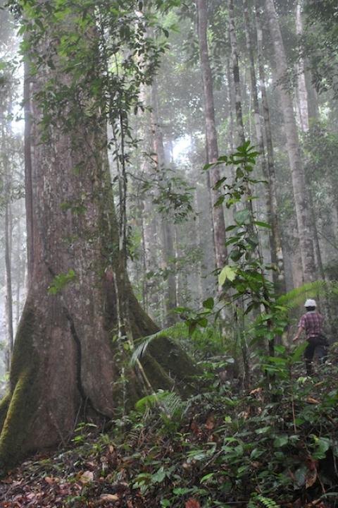 A person stands next to a large tree in a tropical forest — carbon markets