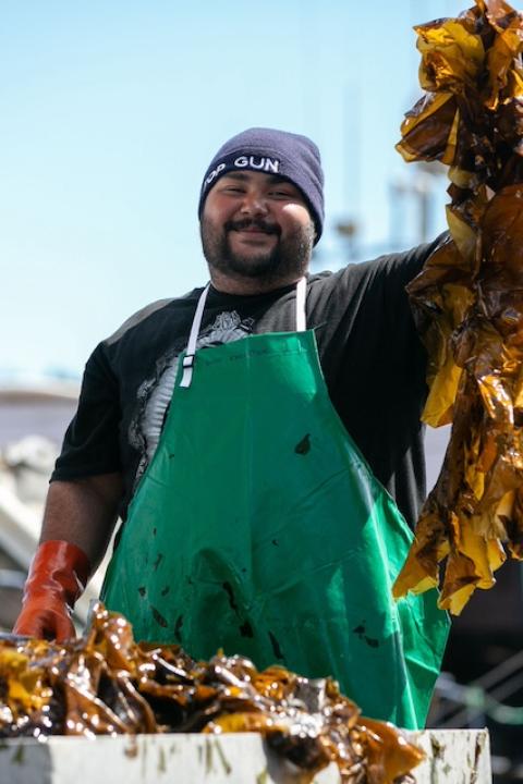 A Blue Evolution employee harvesting seaweed — phytomining. 