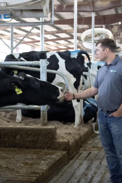 Ken McCarty reaches towards a cow while walking through a barn at a MVP Dairy farm.