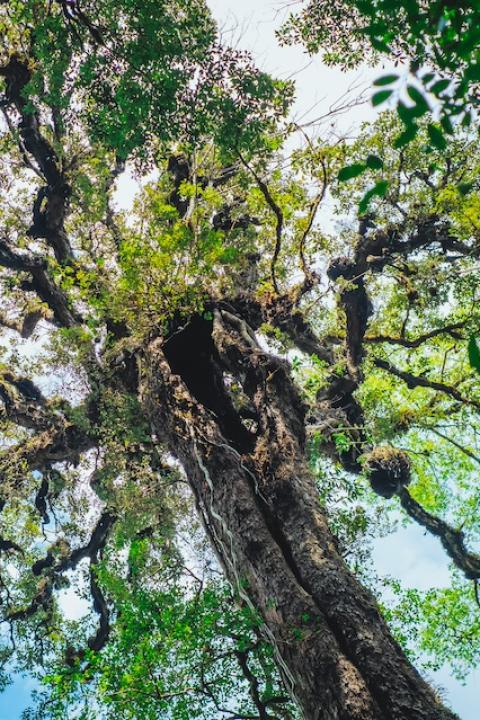  A tree from below — SBTi