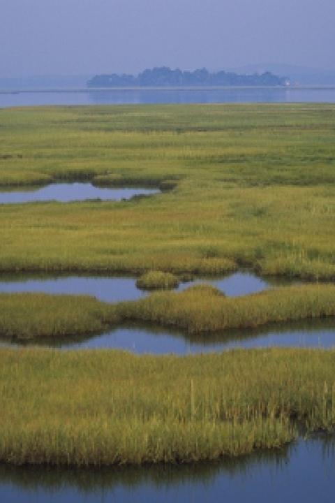 Wetlands.jpg