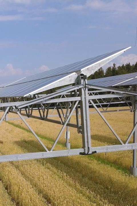 Crops growing under solar panels, a practice known as agrivoltaics. 