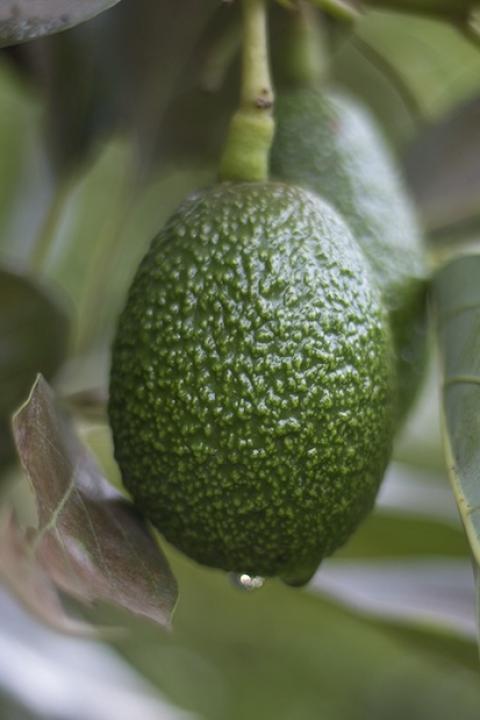 avocado growing on a tree in a mexican orchard - avocados - avocado farming