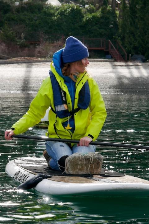 A member of the Puget Sound Restoration Fund team paddle boards in the water carrying a rock with string attached for bull kelp gardening.
