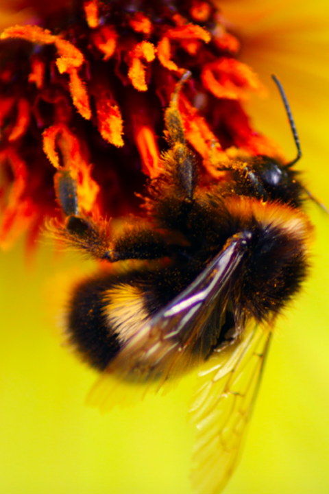 Bumble Bees