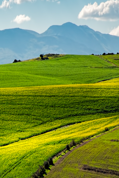 The path for gene-edited foods to widespread commercialization has begun, and they could be an important key to unlocking questions over long-term food security worldwide. 