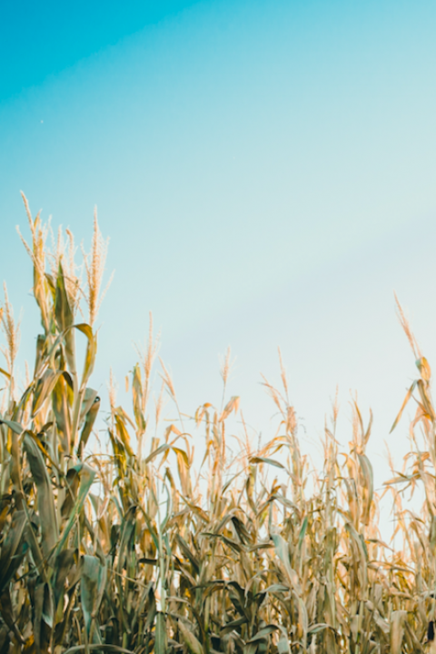 Americans are probably more familiar with genetically modified crops and foods than they realize, yet biotech companies have a long road ahead to overcome consumers' skepticism of this technology.