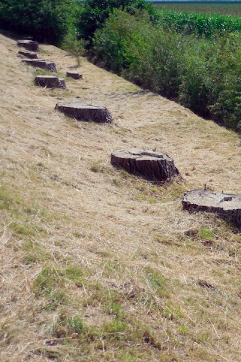 Deforestation