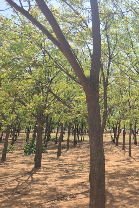 Trees planted in rows outside of Makoda village to protect it from desertification, now full grown. 