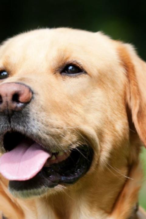 dog-1194077_1280.jpg