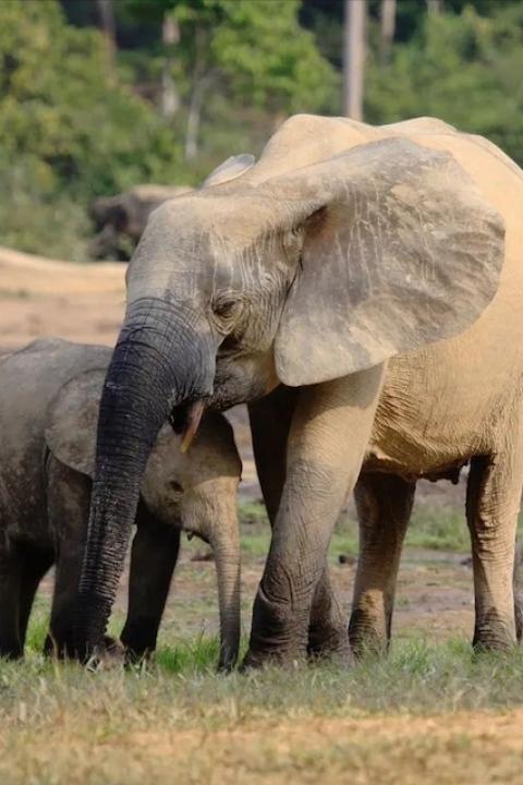 An African forest elephant mother stands over a calf — elephant conservation