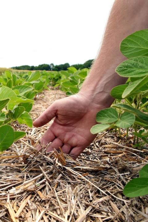 farmers hand checking soil and crops — regenerative agriculture — farming — crops in field