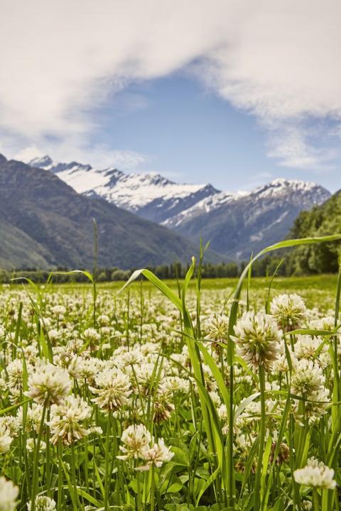 field with flowers and mountains in the background - new zealand