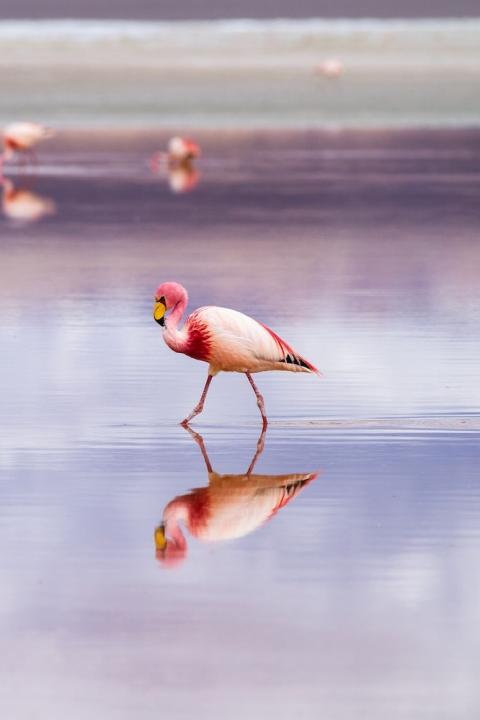 flamingo walking across the water - bolivian salt flats