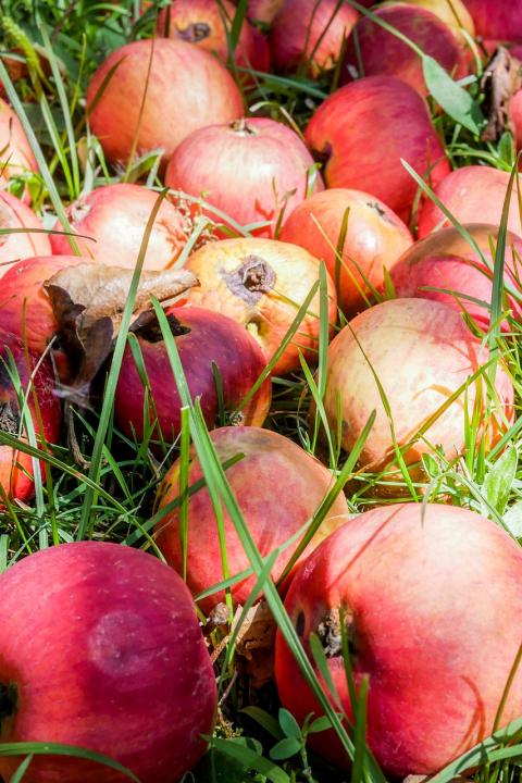 Food Waste