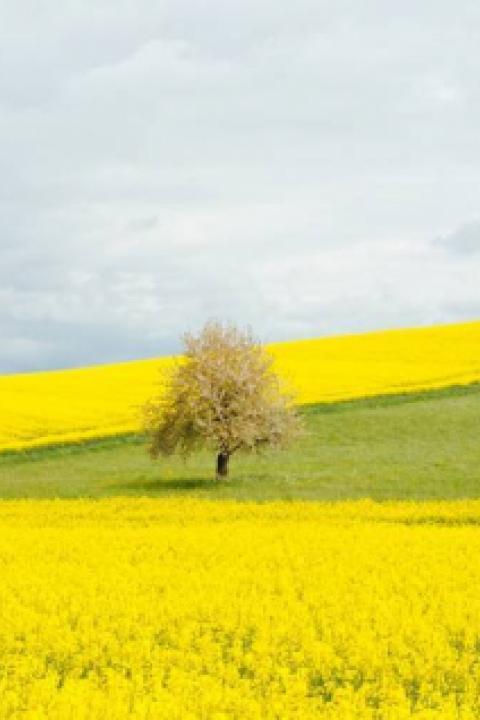 gabriel-garcia-marengo-agri-tree.jpg