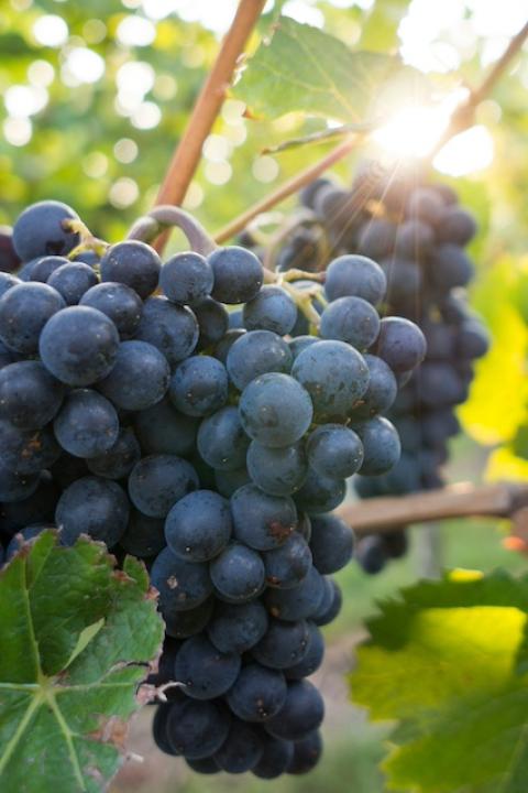Purple grapes on a vine — hybrid grapes