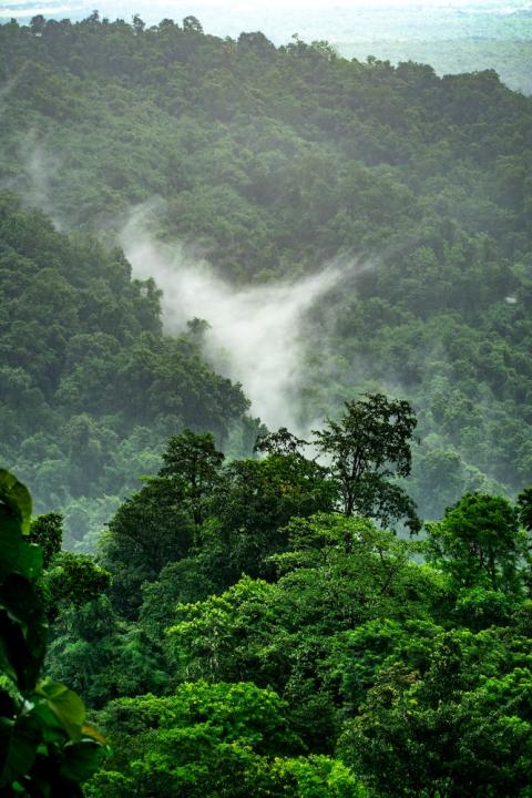 rainforest - nature - nature-related risk