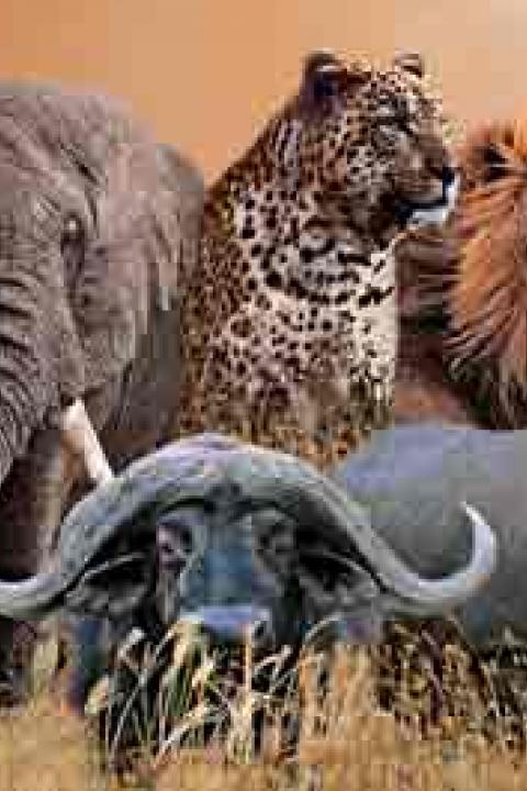 kruger-big-five.jpg