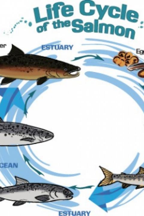 life-cycle-ashx.jpg