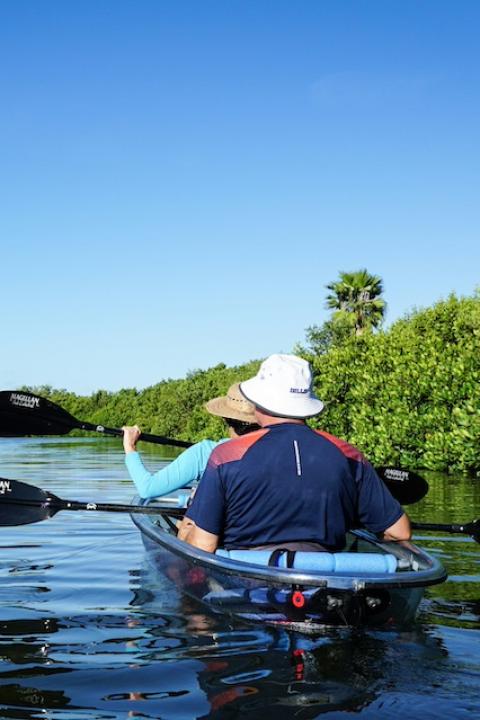 Three kayakers paddle clear kayaks alongside mangroves in the Tampa Bay — mangrove planting