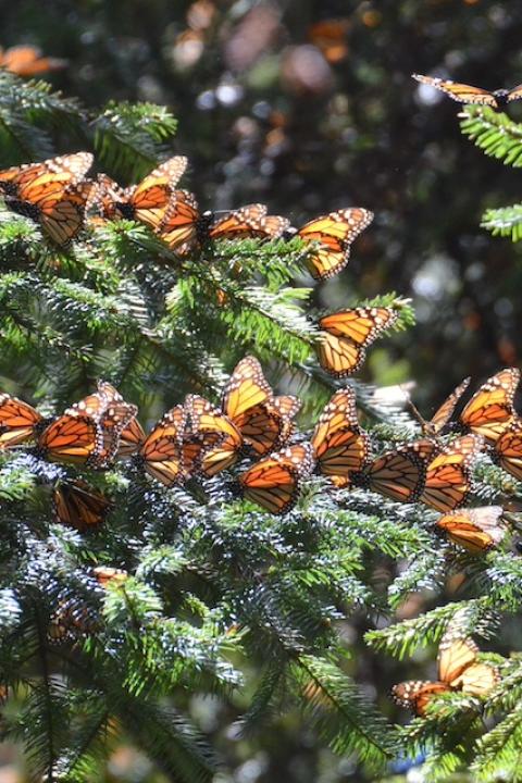 A cluster of monarchs basking in the sun on a tree branch. 