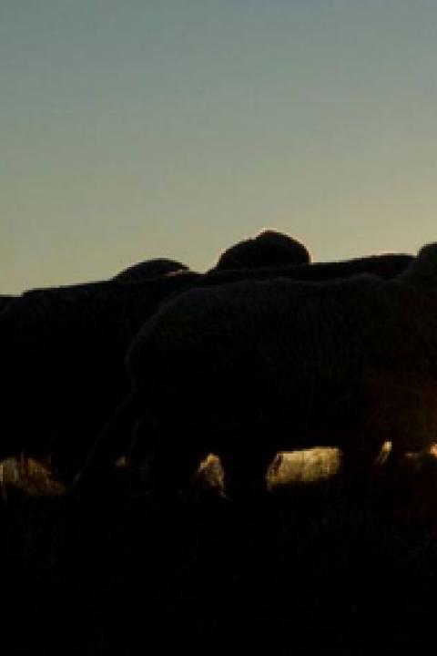 new-zealand-sheep.jpg