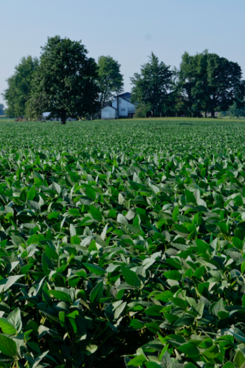 Novozymes' CEO Peder Holk Nielsen took some time recently to chat with TriplePundit about some of the company's latest developments in its quest to make agriculture and food production more efficient and sustainable. 
