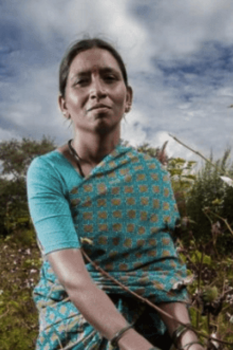 organic cotton farming