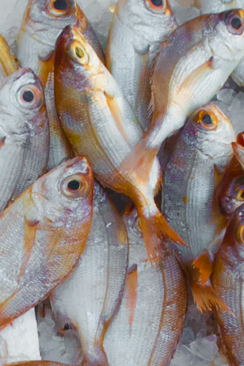 EDF's Smart Boat Initiative seeks to partner with stakeholders in the fishing industry to test technologies such as sensors, networks and data analysis that could transform fishing vessels into "smart boats."