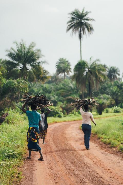 people gather fire wood in the forest in Sierra Leone - environmental justice targets needed to fight inequality