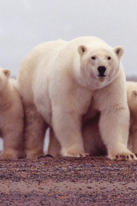 polar-bear-674001_1280.jpg