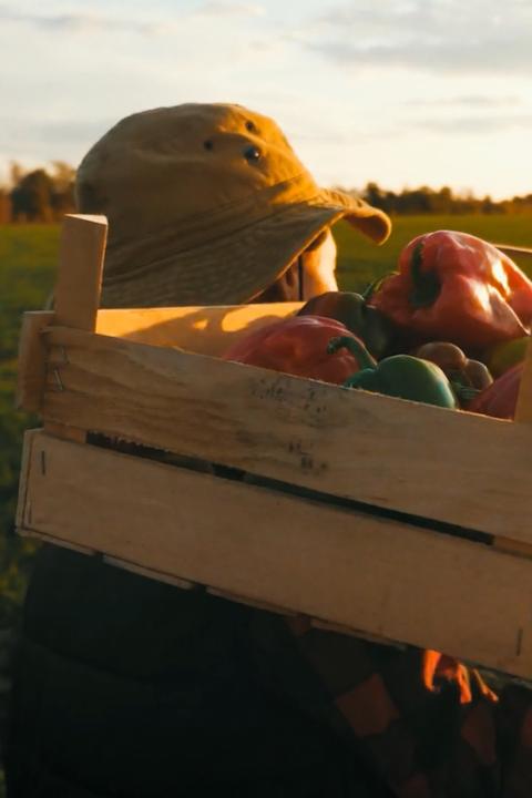 produce industry - farmer picks peppers in sonora mexico