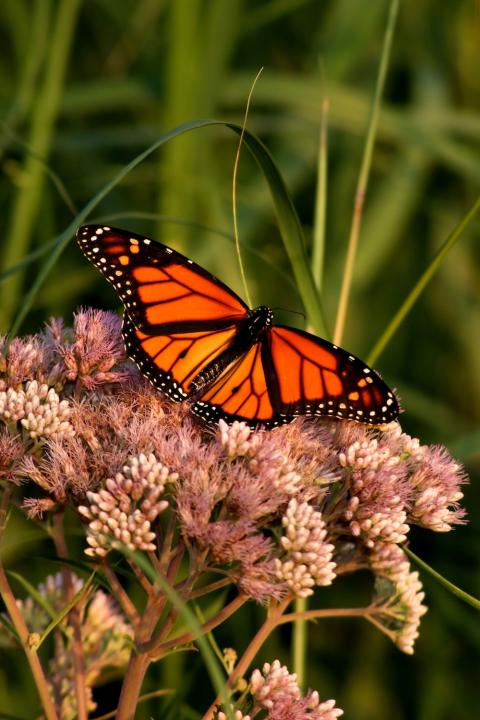 A monarch butterfly on a flower.