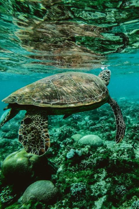 sea turtle swimming in coral reefs