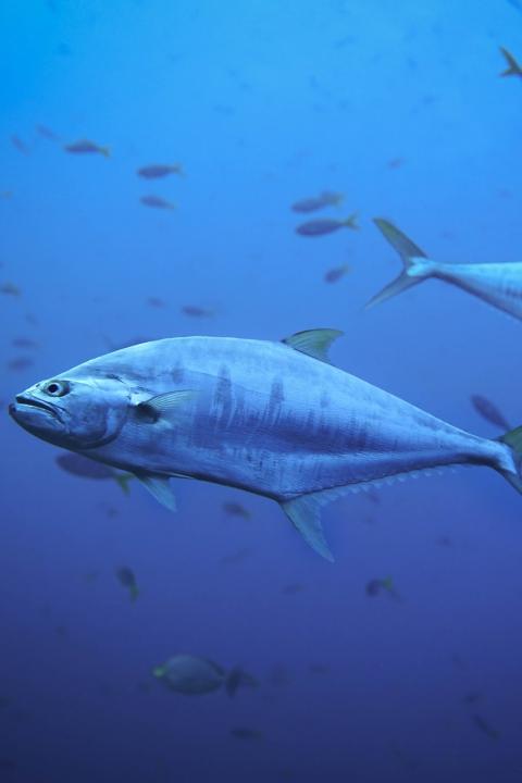 Seafood Industry