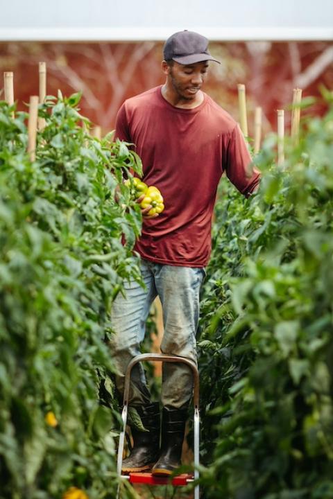 A farmer harvests bell peppers — farmer support