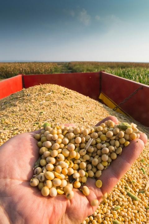 A hand scoops soybeans out of a container in a farm field during a soybean harvest.