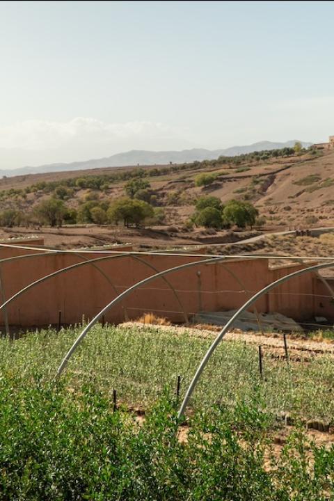 Different sized saplings grow in rows outside at a community-led tree planting project in Morocco — tourism