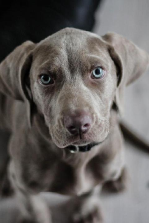 weimaraner-1381186_1280.jpg