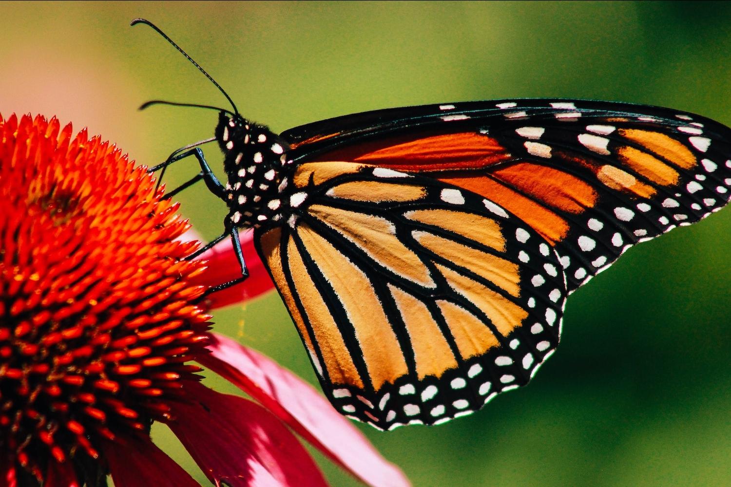 monarch butterflies