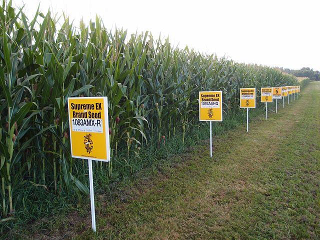 640px-GMO_corn_Yellow_Springs_Ohio_Lindsay_Eyink1.jpg