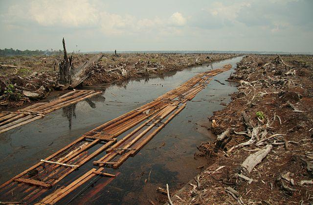 640px-Riau_deforestation_2006.jpg