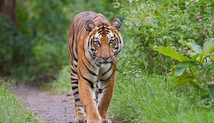 A-Bengal-tiger-walking-in-Bangladeshs-Sundarbans.jpg