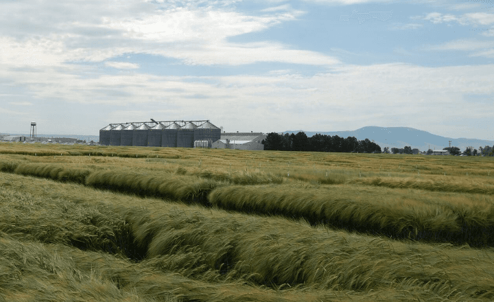A-barley-farm-near-the-Rocky-Mountains.png